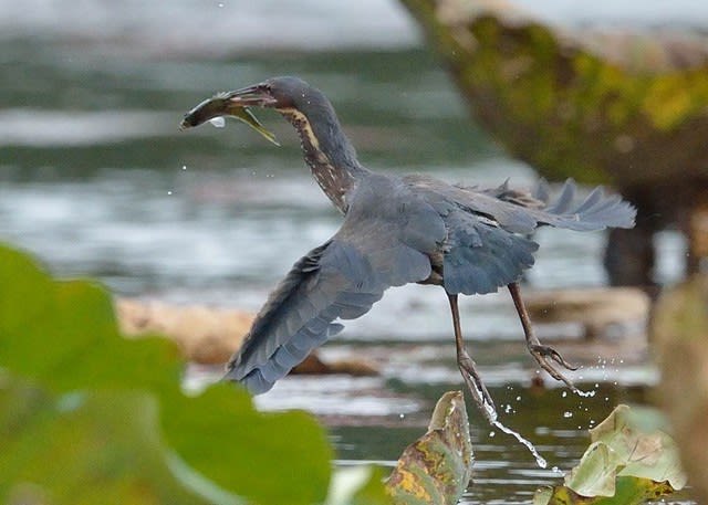 タカサゴクロサギ 魚を取った写真あります 野鳥 夢みる大千鳥