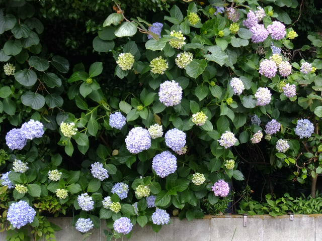 庭の紫陽花 くちなし他 ２０１３年６月 Blog Lei