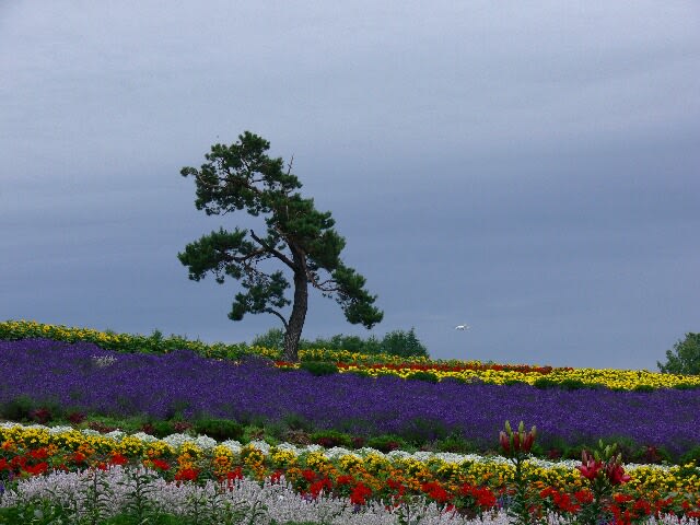 ぜるぶの丘－七色の花園と松の木は良い構図