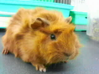 アビシニアンモルモットのお家が カブト クワガタの希少種がいるお店 フィールドガーデン