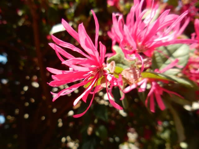 散歩花写真 ベニバナトキワマンサク 紅花常盤満作 ウォーキングで花を観察し四季を感じる 季節の花地図を作ろう