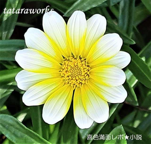 花の画像　tataraworks