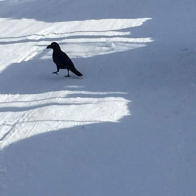 キノコのようなオンコ