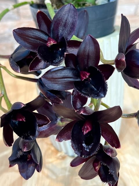 Fdk. After Dark 'SVO Black Pearl' FCC/AOS - 座間洋らん