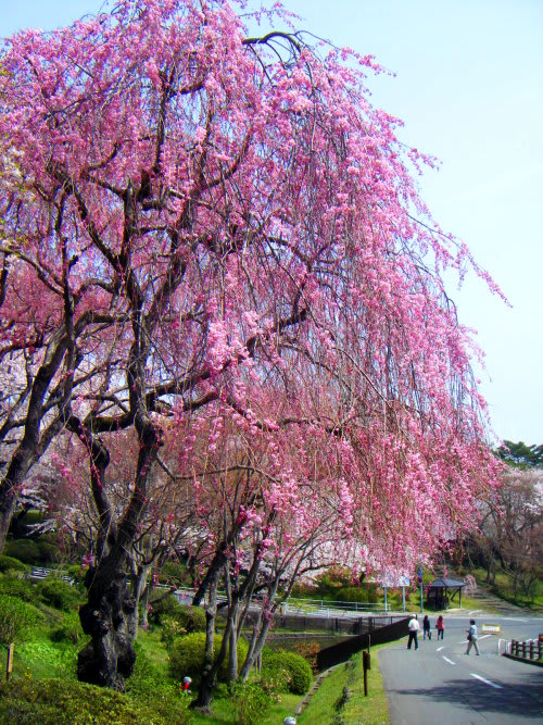 鹽竈神社の桜 ひーさんの散歩道