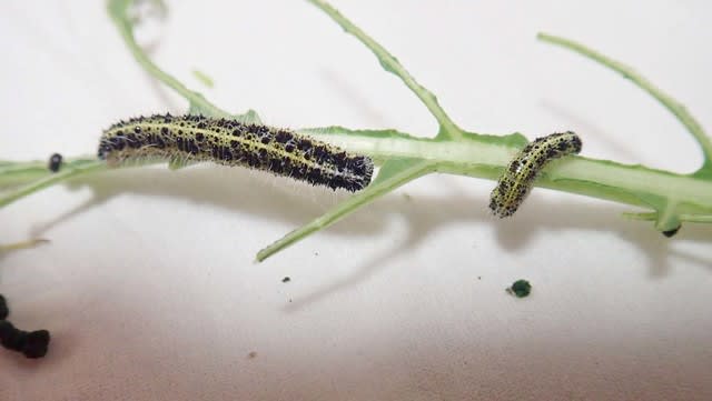 オオモンシロチョウ幼虫を庭から回収 北海道昆虫同好会ブログ