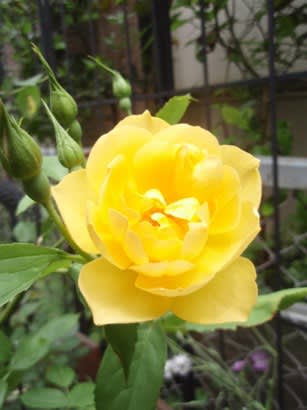 バターカップやアイスバーグも咲いて Haruの庭の花日記 Haru S Garden Diary