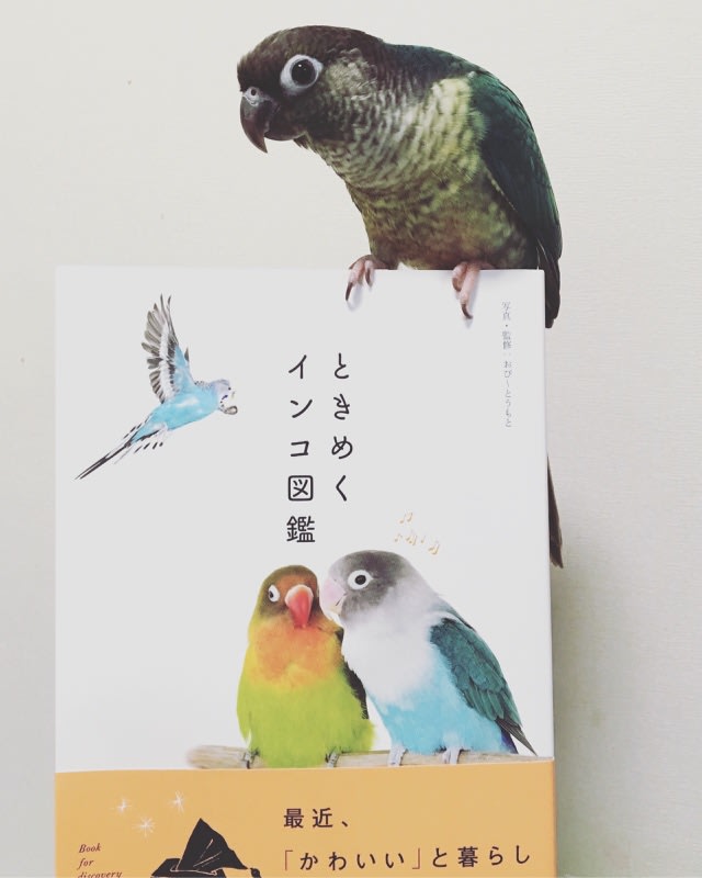 ときめくインコ図鑑 鳥バカ日記