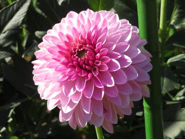 ピンクのグラデーションが美しいダリア シュシュ ダリア シリーズ30 野の花 庭の花
