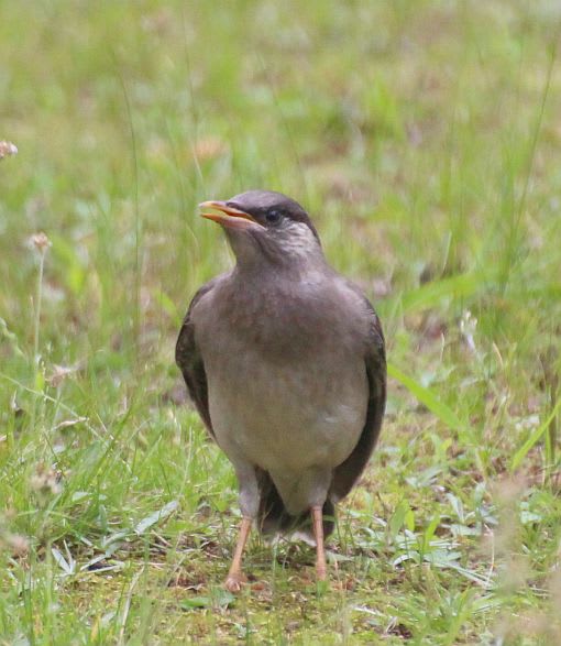 ムクドリ カラスの幼鳥他 小説書いてます