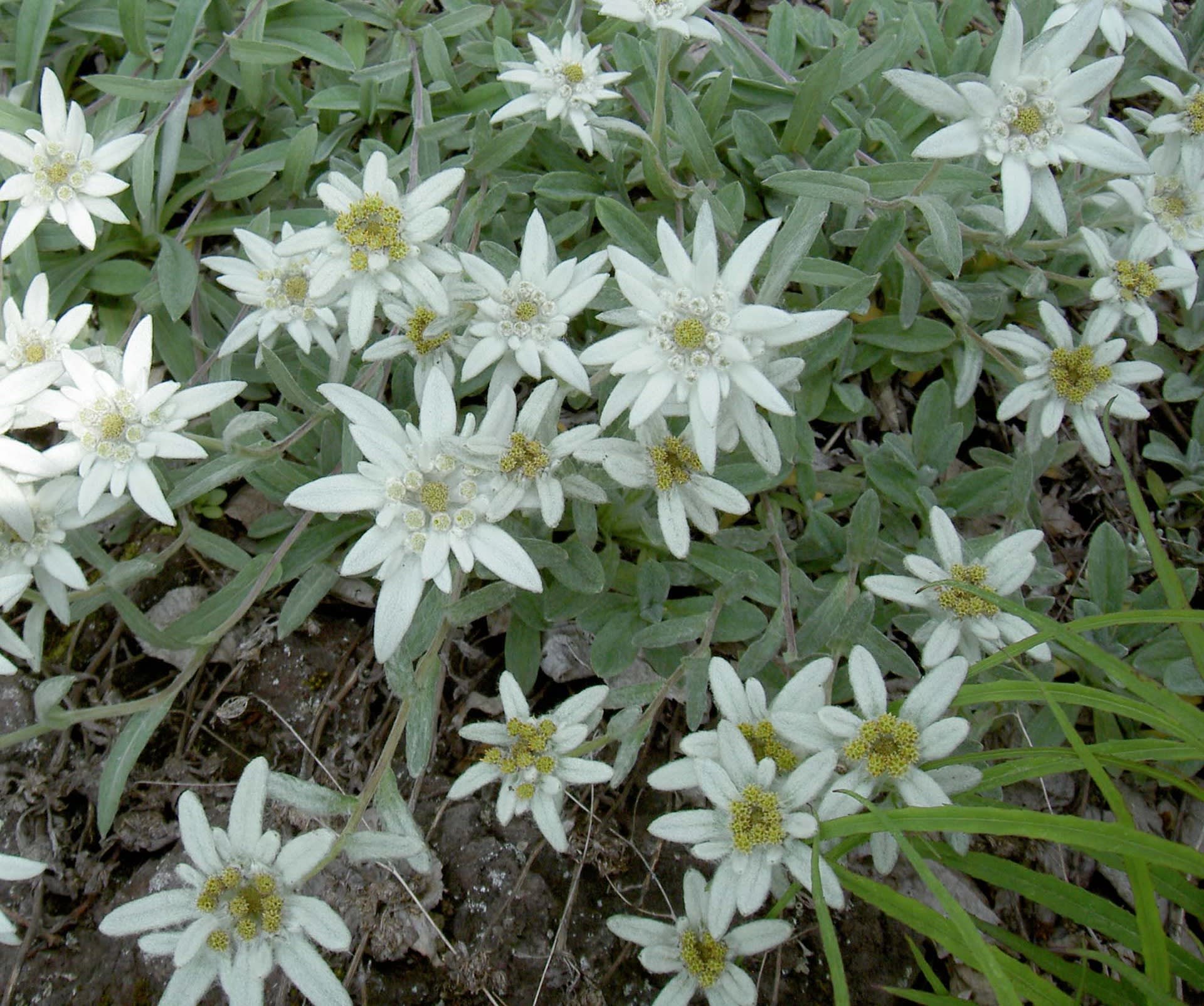 高貴な白 エーデルワイスの花 オショロコマの森ブログ5