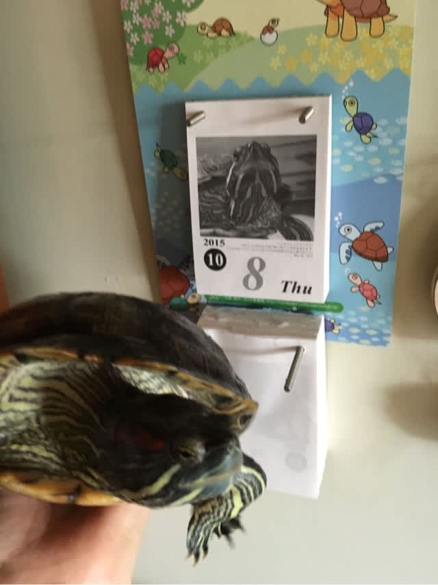 ミドリガメ様 ygxf5lvi_03_SEclPgMR_2048x.jpg