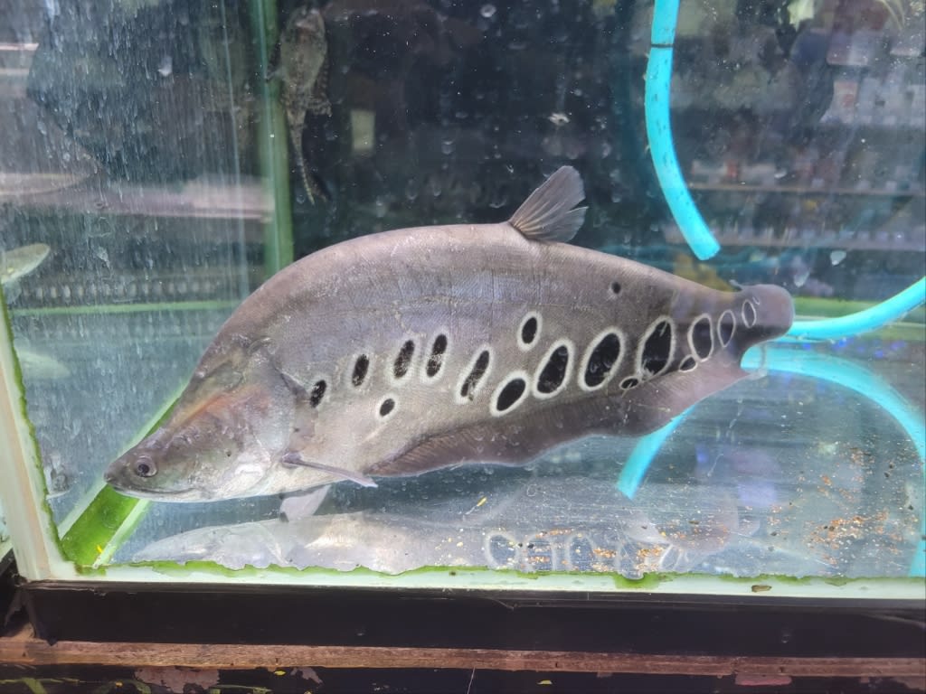 ショート スポットナイフ４０ｃｍ - 魚類、水生生物