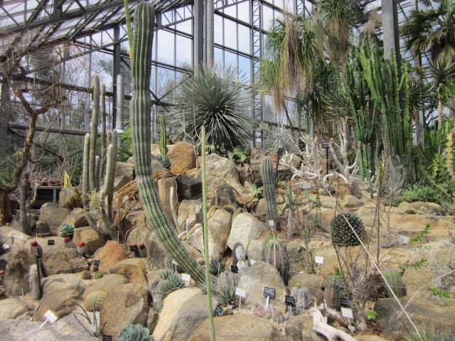 筑波実験植物園 サバンナ温室の植物 気ままな思いを