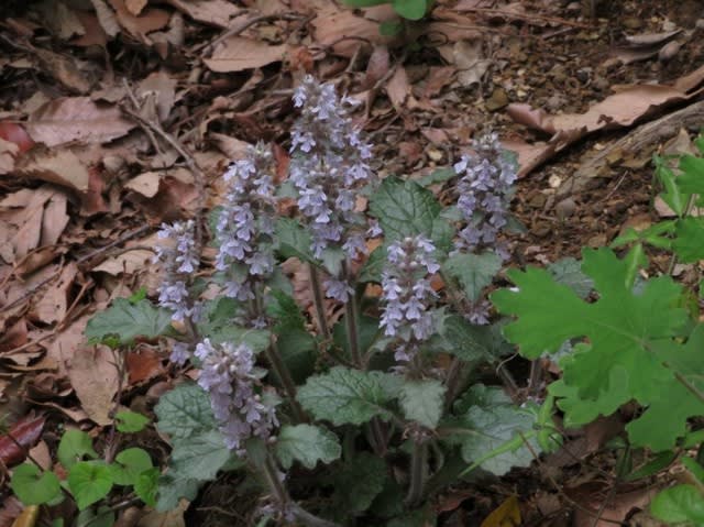 林の奥の優雅なジュウニヒトエ 野の花 庭の花