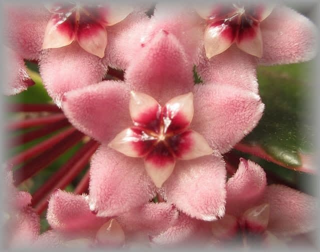 初花のホヤ 桜ラン カルノーサ リップカラー 咲きました 蘭すきです 開花記録 暮らしノート