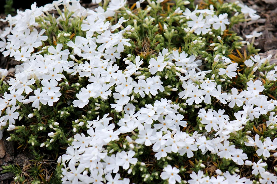 ミササガの陽光桜が満開の画像