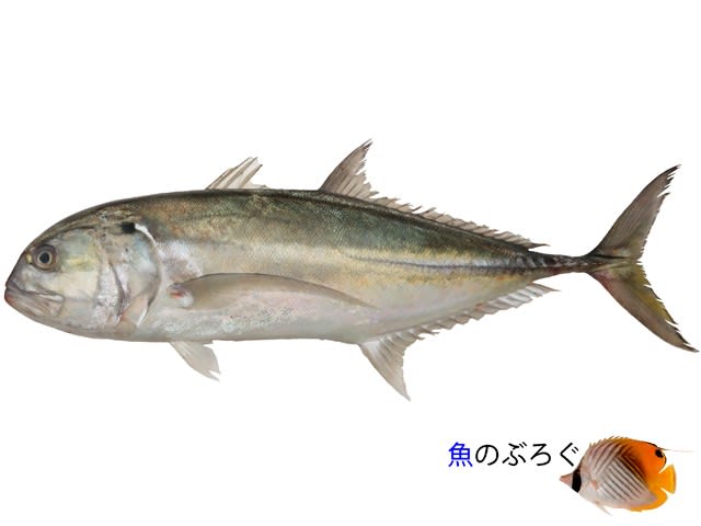 ミナミギンガメアジ 魚のぶろぐ ミナミギンガメアジ 魚のぶろぐ