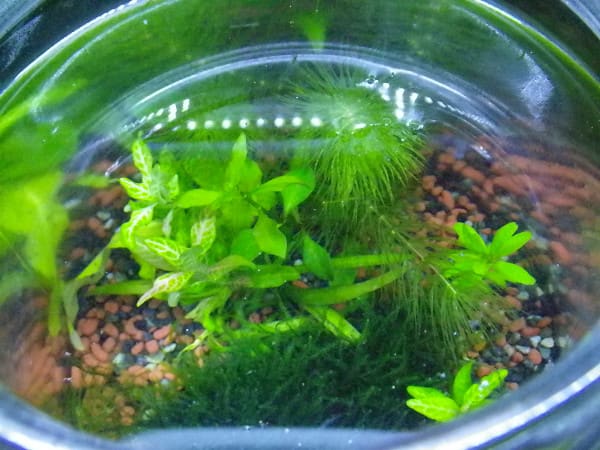 ボトルアクアリウム 水草の植え方 熱帯魚工作箱