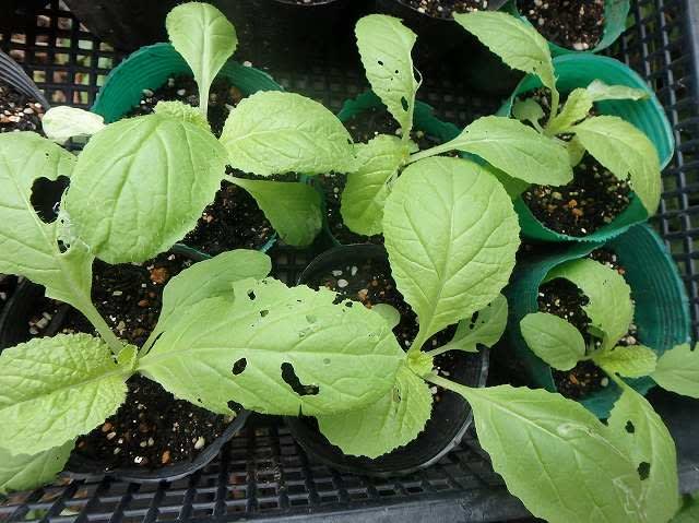虫食い白菜に予備の苗を追加して植える 園芸大好きｓａｋｋｏの記録 1