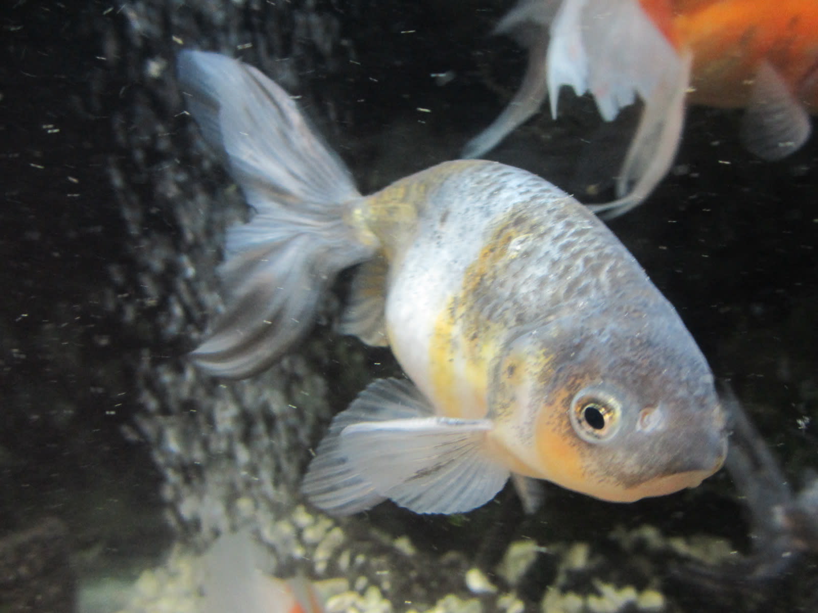 渋金魚 熊地蔵の趣味三昧