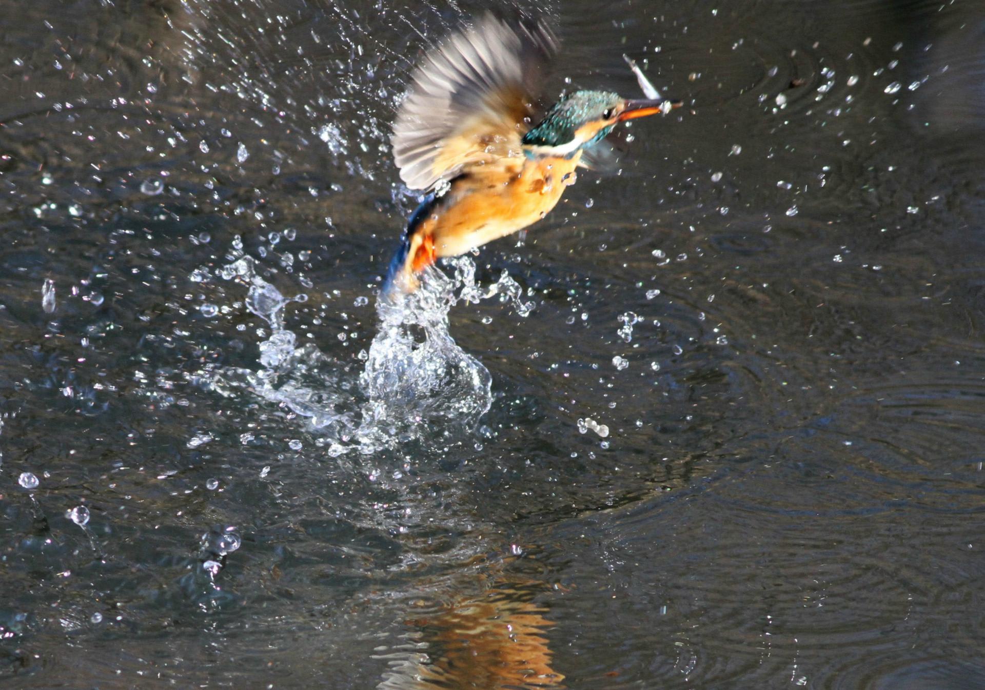カワセミ ダイブ 鳥見って 大人のポケモン カワセミ ダイブ 鳥見って 大人のポケモン