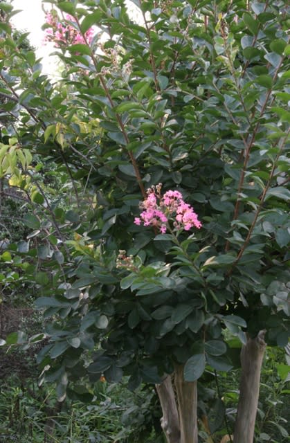 サルスベリ 百日紅 の花 ヒペリカムの赤い実 ハナミズキ 花水木 の実 山野草愛好の東松塚山