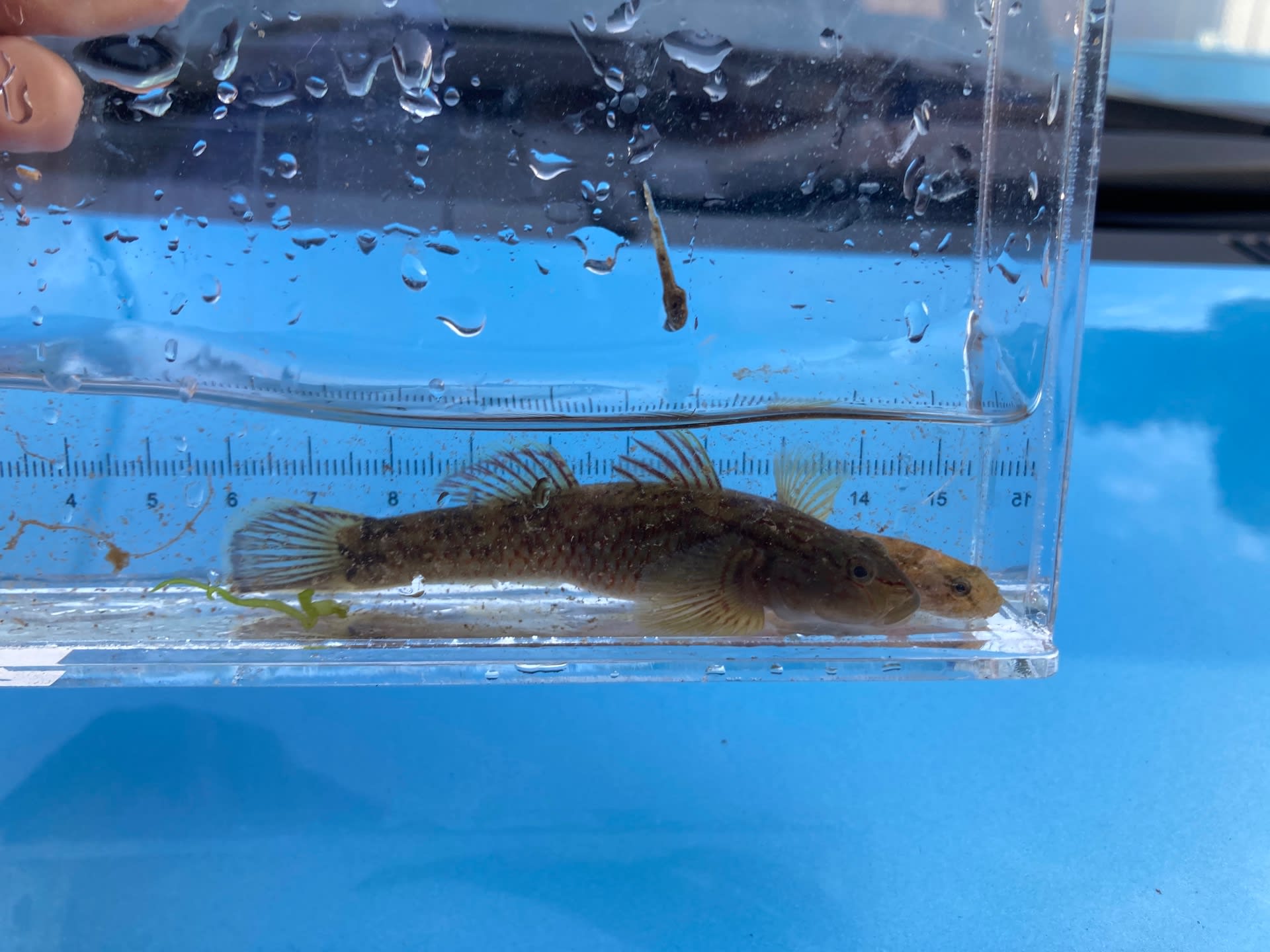 加茂水 春のハゼ祭り 水産生物部 山形県立加茂水産高等学校