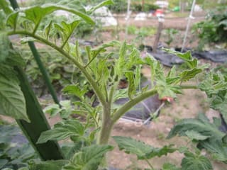 トマトの芯止まりか 大好き 野菜の時間