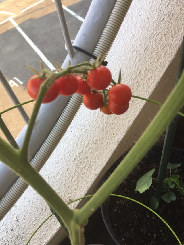 家庭菜園 自宅ベランダで栽培中のプチトマト 一部収穫というより試食 思いのままに 今はマラソンより家庭菜園 家庭菜園 自宅ベランダで栽培中のプチトマト 一部収穫というより試食 思いのままに 今はマラソンより家庭菜園