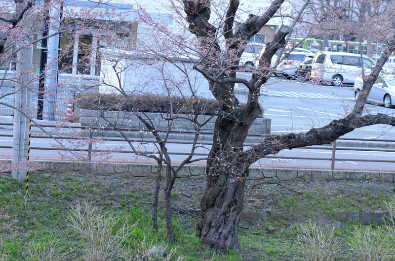 Dsc_9737 Dsc_9737