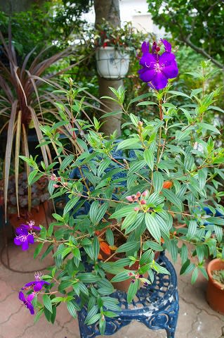 ノボタン コートダジュールとリトルエンジェル Hiroの花便り