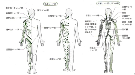 リンパ系の解剖 燃えるフィジカルアセスメント