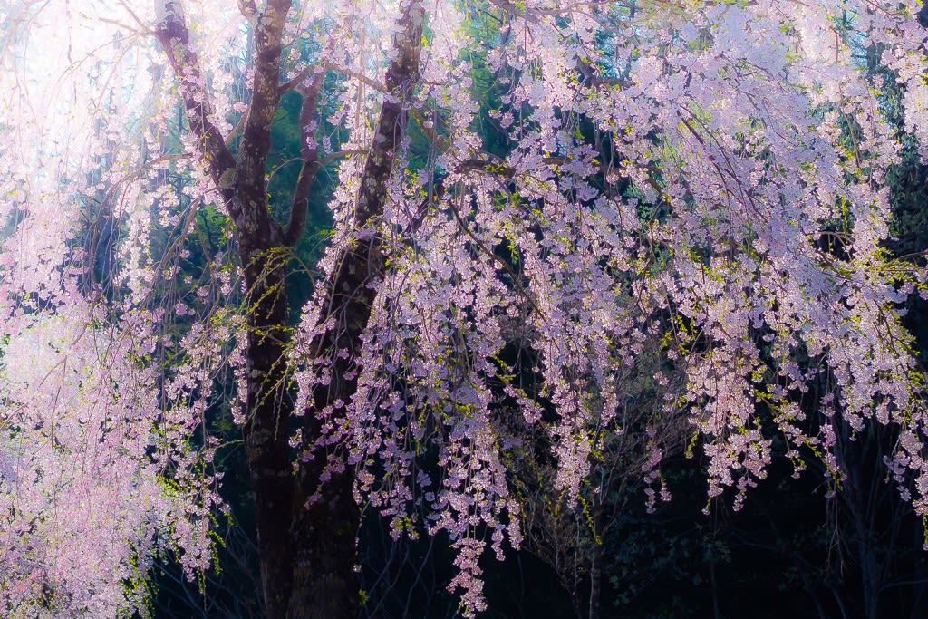 枝垂桜の写真
