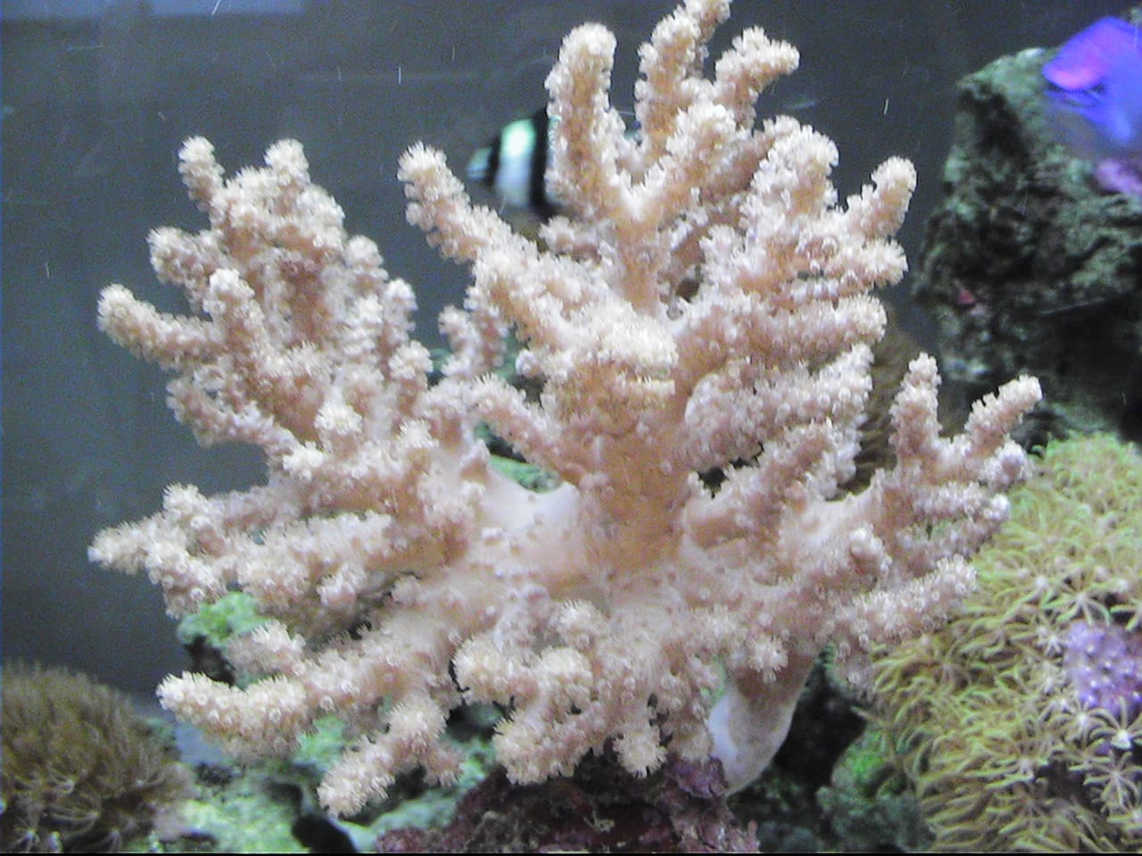 カタトサカ 2次ポリプまで開花 社長 塾頭 の観賞魚飼育日誌