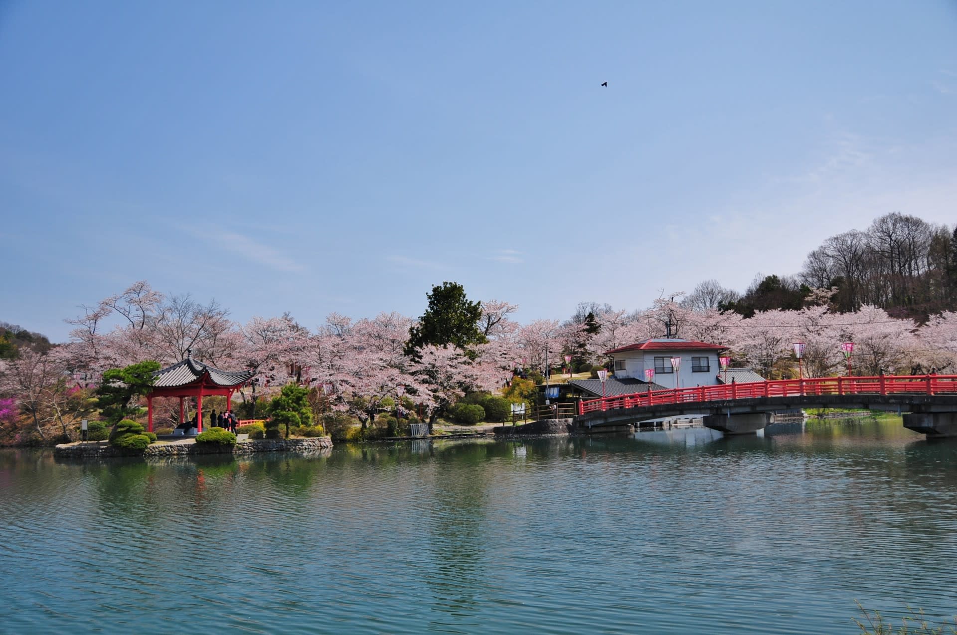 過去の写真 桜 広島県庄原市 上野公園 綺麗な写真 日々出来事 過去の写真 桜 広島県庄原市 上野公園 綺麗な写真 日々出来事
