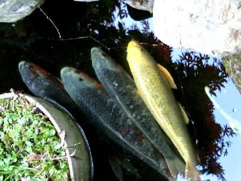 アライグマに完敗した日です 花と徒然なるままに アライグマに完敗した日です 花と徒然なるままに