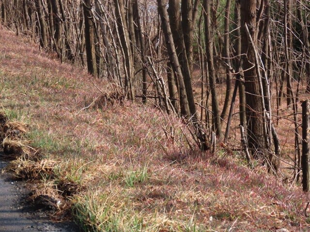 奈良井川 2023/03/10 長野県 松本市