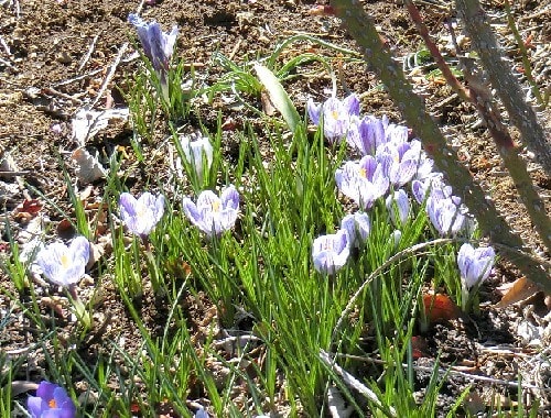 春の花達 3月 クロッカス スノーフレーク ハナニラ ヒヤシンス 花と徒然なるままに
