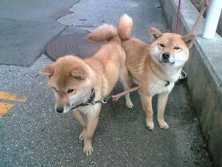 かわいい犬見つけた 松本市近郊のマイナー釣り場情報