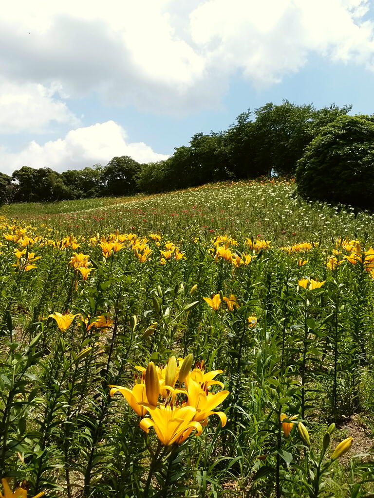 可睡ゆりの園　Ⅱの画像