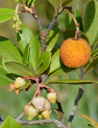ヒメイチゴノキの花と果実 Koba の庭 春夏秋冬