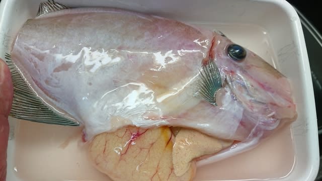カワハギ煮付け 芳賀ちゃんのオサカナ釣題 酒 肴 料理 釣り