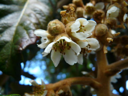 ビワ（枇杷）の花