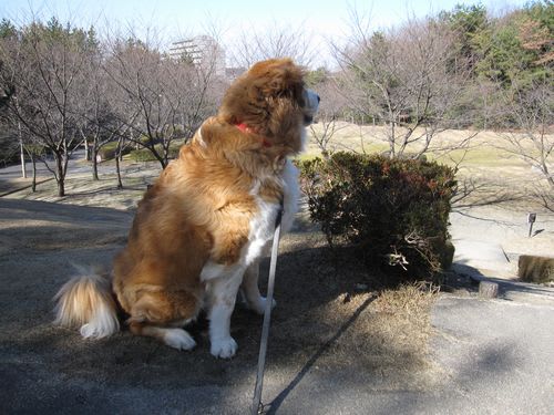 三好ヶ丘緑地公園 W 大好き