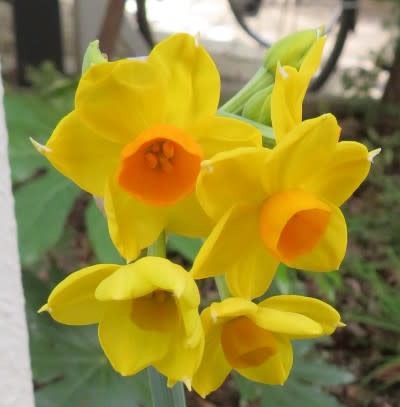 黄色のスイセンの花