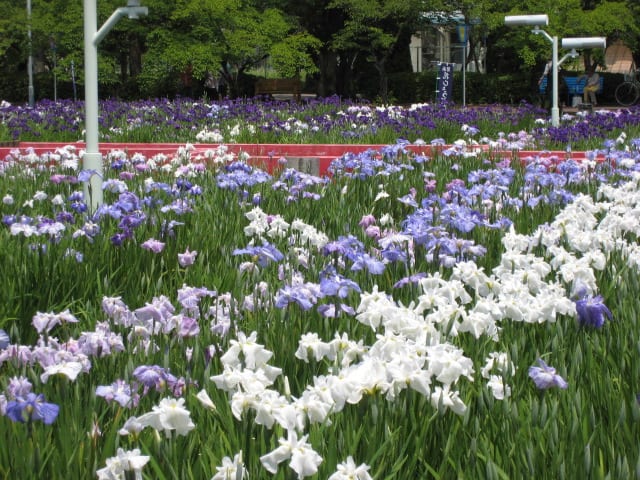 油ヶ淵の花しょうぶ園♪の画像