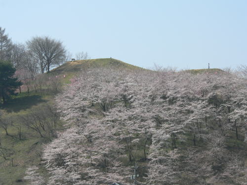 弘法山の桜