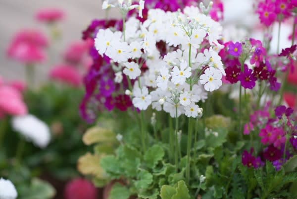 サクラソウ 可憐に咲く早春の白花は3月26日の誕生花 Aiグッチ のつぶやき