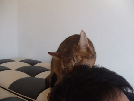 髪の毛食べる猫の巻 アビシンバのブログ